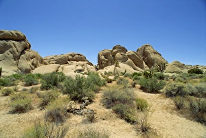 Arid Landscape Prints: Joshua Tree National Monument