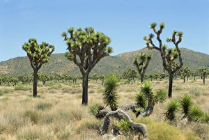 Joshua Tree National Monument