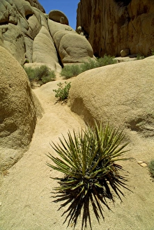Joshua Tree National Monument