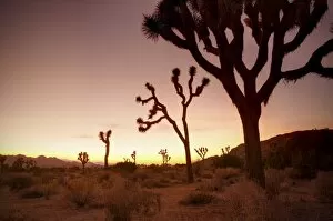Images Dated 16th May 2009: Joshua Tree National Park, California, United States of America, North America