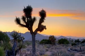 Images Dated 16th May 2009: Joshua Tree National Park, California, United States of America, North America