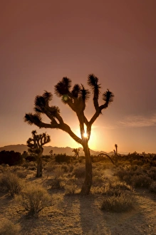 Images Dated 16th May 2009: Joshua Tree National Park, California, United States of America, North America