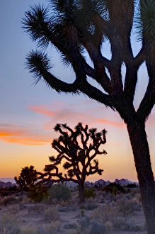 Images Dated 16th May 2009: Joshua Tree National Park, California, United States of America, North America