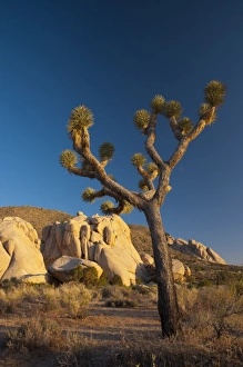Images Dated 16th May 2009: Joshua Tree National Park, California, United States of America, North America