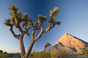 Joshua Tree Prints: Joshua Tree National Park at dawn, California, United States of America, North America