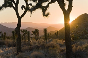 Joshua Tree Prints: Joshua Tree National Park at dusk, California, United States of America, North America