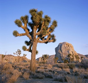 Joshua Tree Prints: Joshua tree and rocks in evening light