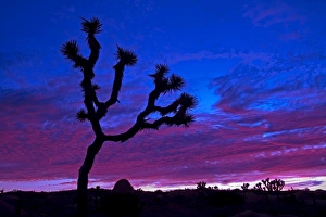 Joshua tree at sunset