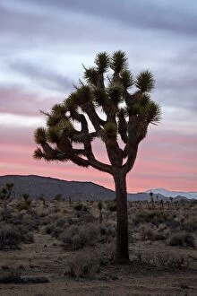 Images Dated 1st March 2010: Joshua tree at sunset, Joshua Tree National Park, California, United States of America