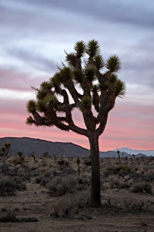 Joshua Tree Prints: Joshua tree at sunset, Joshua Tree National Park, California, United States of America