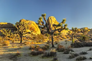 Joshua Tree (Yucca brevifolia), Joshua Tree National Park, Mojave Desert, California