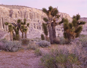 Joshua Tree Prints: Joshua trees