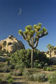 Crescent Prints: Joshua trees and crescent moon, Joshua Tree National Monument, California