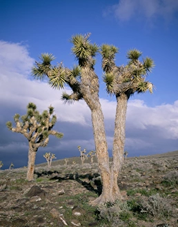 Joshua Tree Prints: Joshua trees near Death Valley