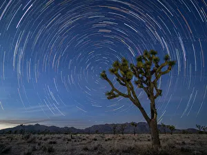 Star Prints: Joshua trees (Yucca brevifolia)