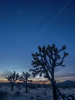 Joshua Tree Prints: Joshua trees (Yucca brevifolia) at sunset in Joshua Tree National Park