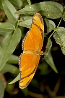 Julia butterfly (Dryas iulia) in captivity, Butterfly World and Gardens