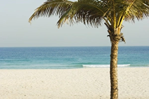 Palm trees, Jumeirah Beach, Dubai, United Arab Emirates, Middle East