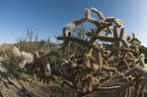 Images Dated 20th March 2010: Jumping cholla (Cylindropuntia fulgida) (hanging chain cholla)