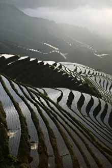 June Prints: June sunrise, Longsheng terraced ricefields, Guangxi Province, China, Asia