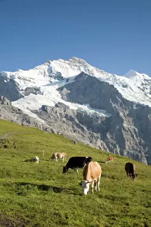 Images Dated 4th August 2007: Jungfrau, Kleine Scheidegg, Bernese Oberland, Berne Canton, Switzerland, Europe
