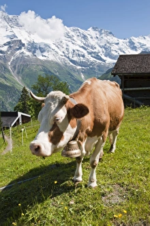 Farm Animal Prints: Jungfrau massif and cow near Murren, Jungfrau Region, Switzerland, Europe