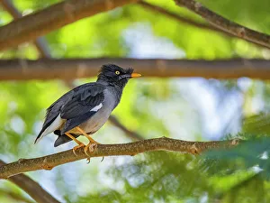 Nature Lovers Prints: Jungle myna (Acridotheres fuscus)