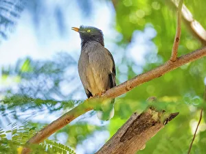 Natural Setting Prints: Jungle myna (Acridotheres fuscus)