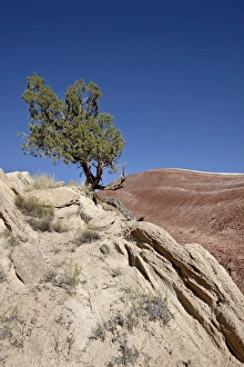 Rock Face Prints: Juniper in the badlands, Capitol Reef National Park