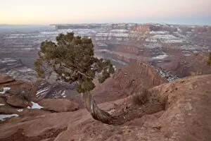 Juniper at the edge of the mesa in the winter with snow, Dead Horse State Park