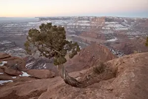 Mesa Prints: Juniper at the edge of the mesa in the winter with snow, Dead Horse State Park