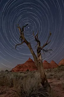 Starry Sky Prints: Juniper and sandstone cones under the stars, Coyote Buttes Wilderness, Vermilion