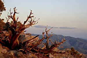 Red Rocks Prints: Juniper at sunset at Keys View
