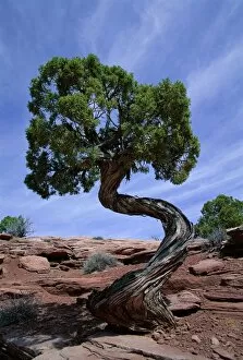 Images Dated 28th August 2008: Juniper tree with curved trunk
