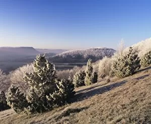 Juniper, winter morning, Kaltes Feld, Wissgoldingen, Swabian Alb, Baden Wurttemberg, Germany, Europe