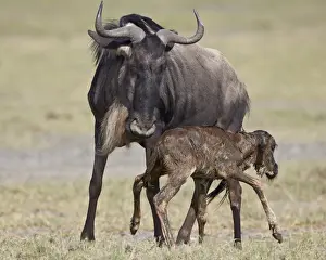 Serengeti Prints: Just-born blue wildebeest (brindled gnu) (Connochaetes taurinus) standing for the first time