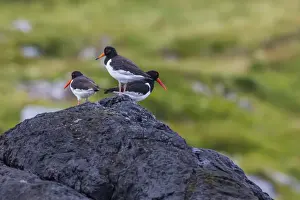 Lofoton Islands Prints: Juvenile in front and adult Eurasian Oystercatchers (Haematopus ostralegus)