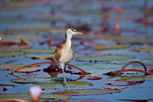 Avifauna Prints: Juvenile African Jacana, (Actophilornis africana)