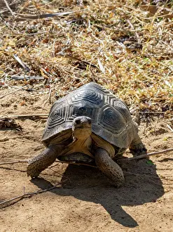 Safety Prints: Juvenile Aldabra giant tortoise moving on sandy ground at Anjajavy Private Reserve in Madagascar