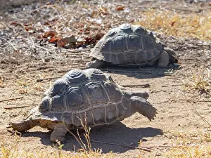 Season Prints: Juvenile Aldabra giant tortoises move slowly across the dry ground at Anjajavy Private Reserve in Madagascar during