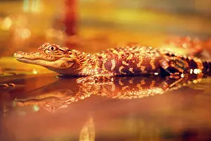 Louisiana Prints: Juvenile alligator in a bayou of Louisiana, USA