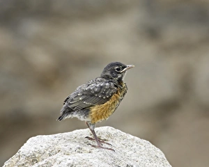 Images Dated 4th June 2007: Juvenile American robin (Turdus migratorius), Gunnison County, Colorado