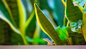 Bermuda Prints: Juvenile Anole Lizard, Bermuda