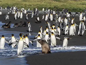 Large Group Of Animals Prints: Juvenile Antarctic fur seal (Arctocephalus gazella) in the surf at Gold Harbor