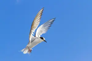 Animal Kingdom Prints: Juvenile Antarctic tern (Sterna vittata) in flight near Tristan da Cunha