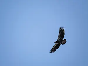 Raptor Prints: Juvenile bald eagle takes flight in Hall Bay, showcasing its wings in Alaska