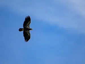 Raptor Prints: Juvenile bald eagle takes flight over Hall Bay in Atka Island, Alaska