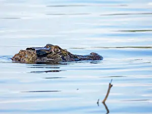 Juvenile Prints: A juvenile black caiman, Caiman niger