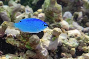 Tropical Climate Prints: A juvenile blue demoiselle (Chrysiptera cyanea)