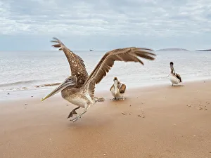 Three Animals Prints: Juvenile brown pelicans (Pelecanus occidentalis)